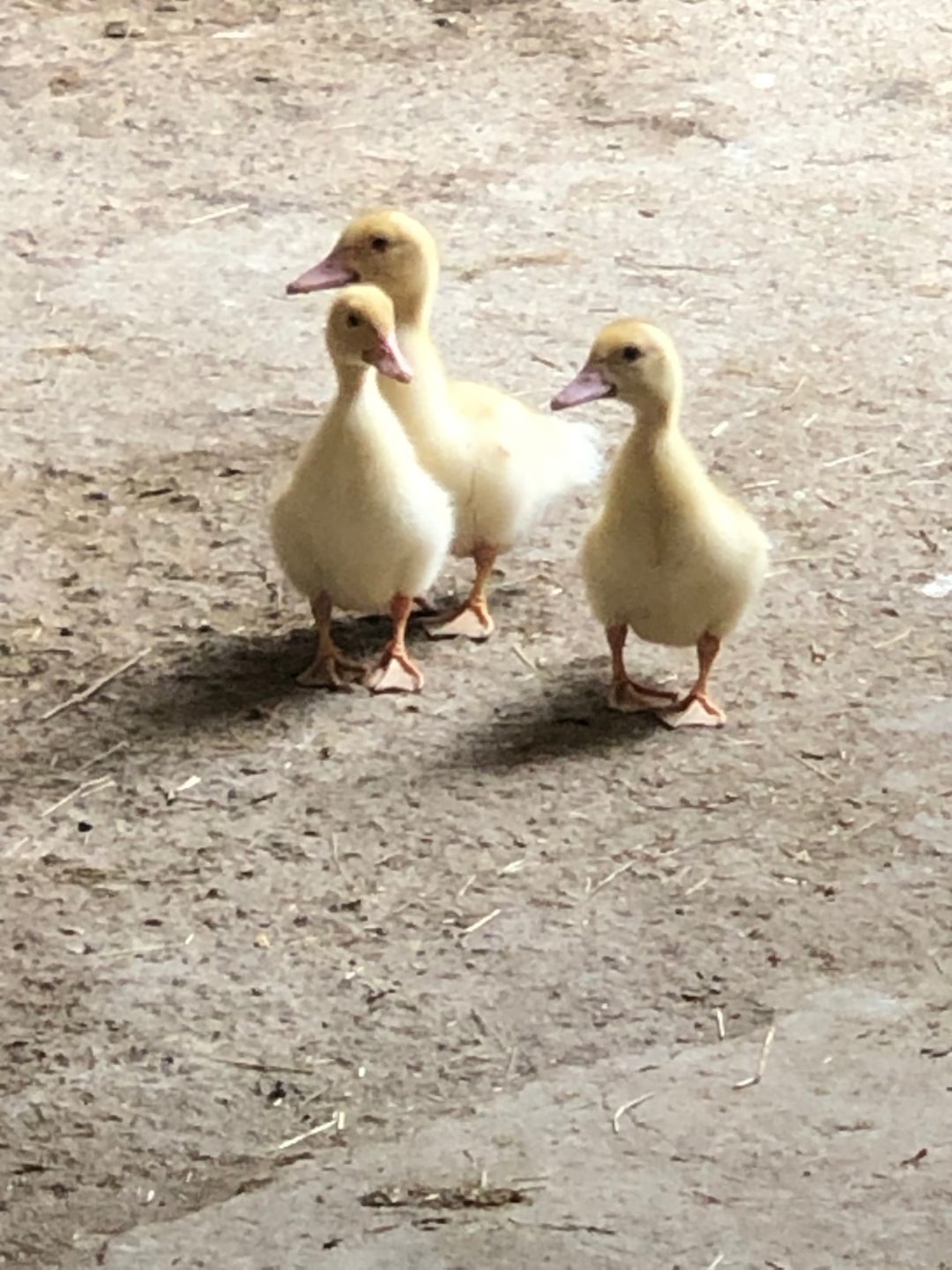 I nostri cucciolotti”